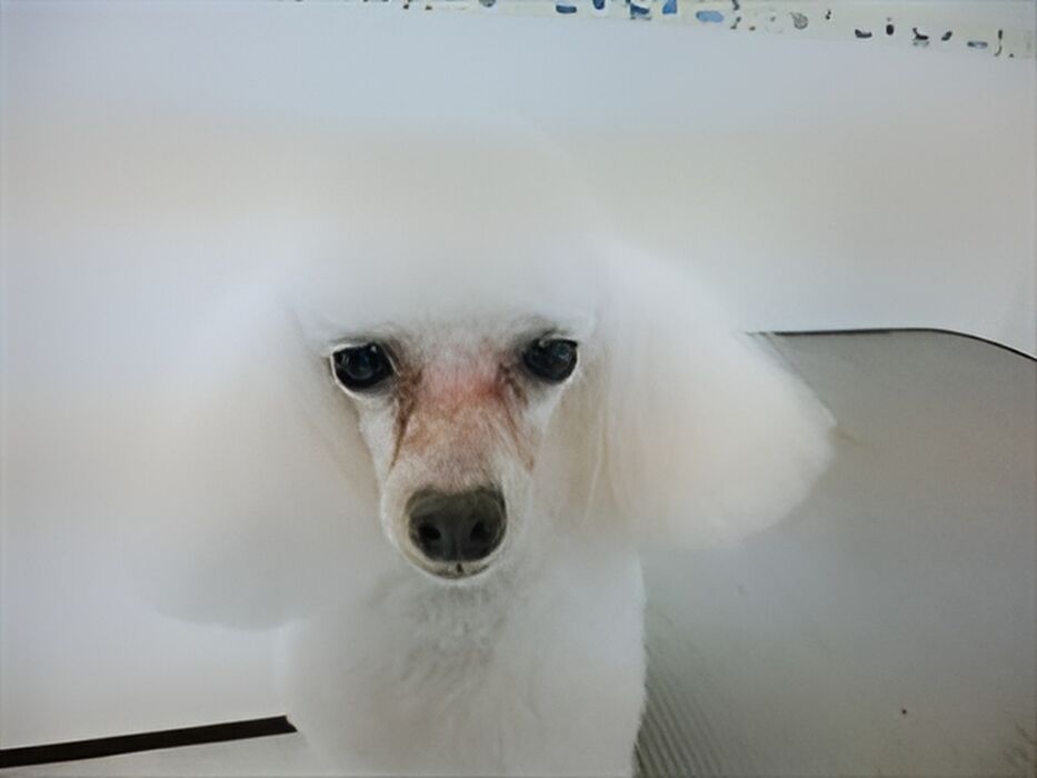 画像1566：フジコちゃん