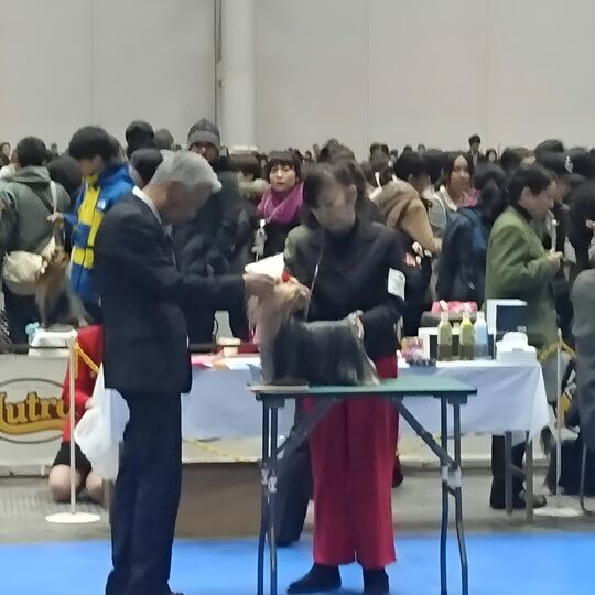 画像1804：ドッグショーⅢ